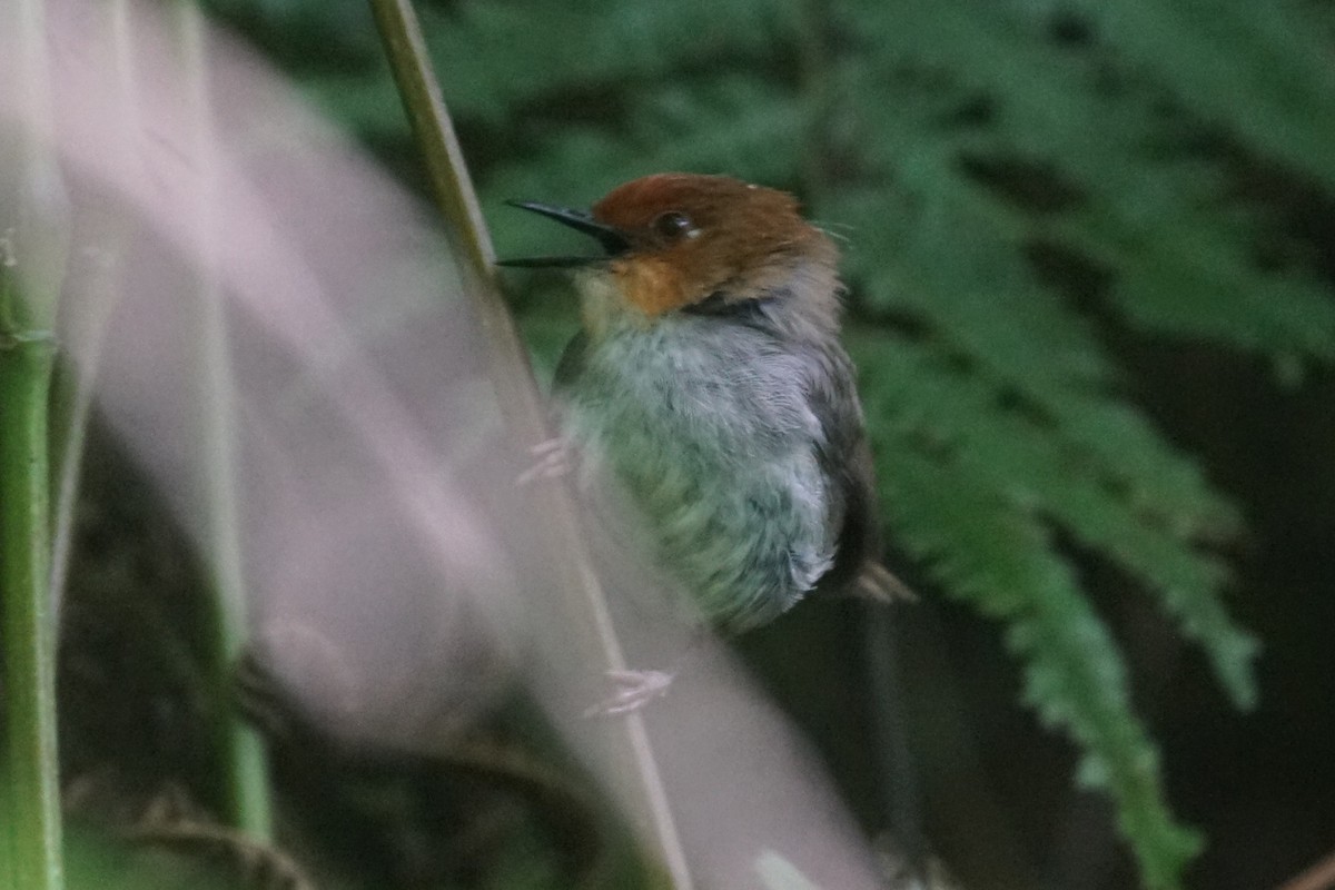 African Tailorbird - ML626667993