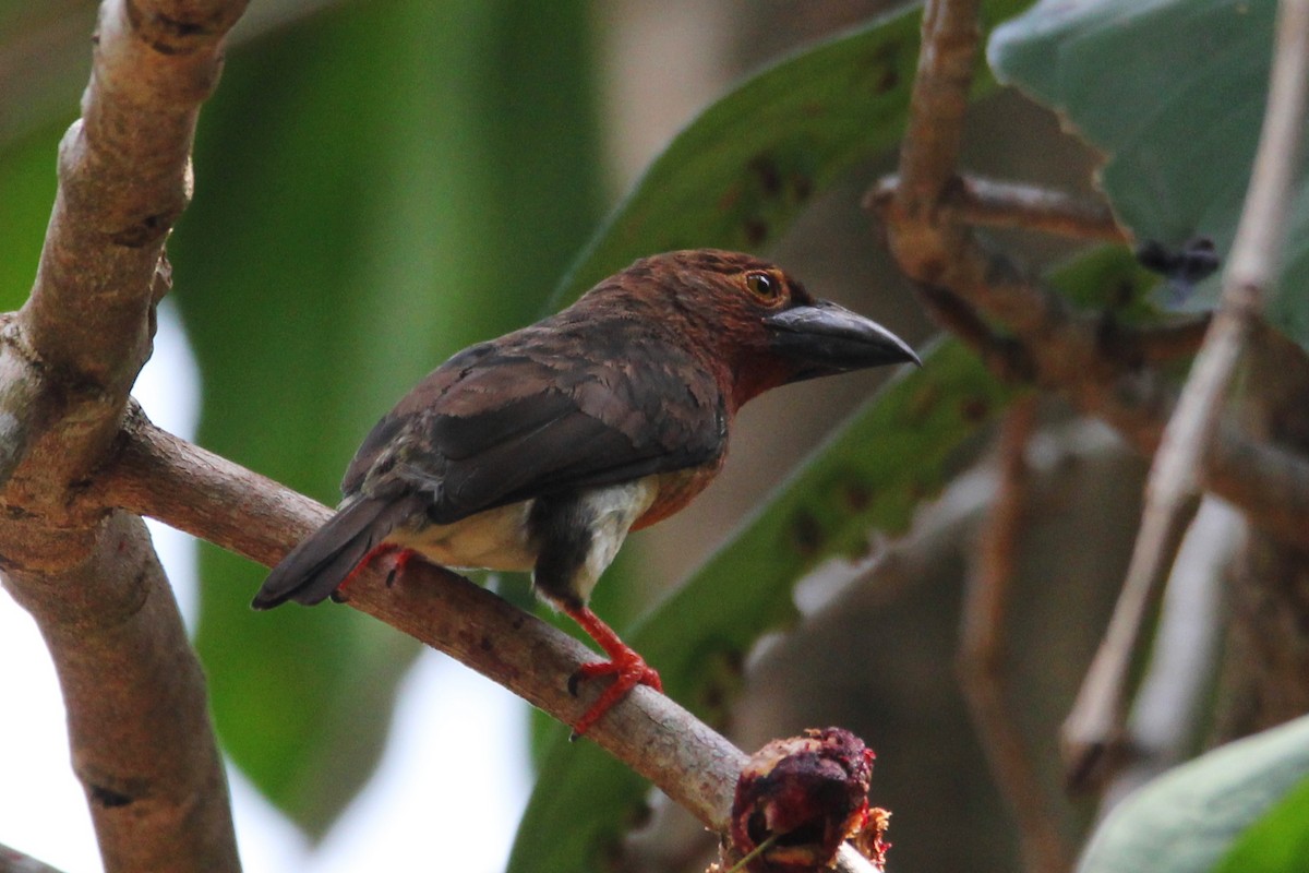 Brown Barbet - ML626667996
