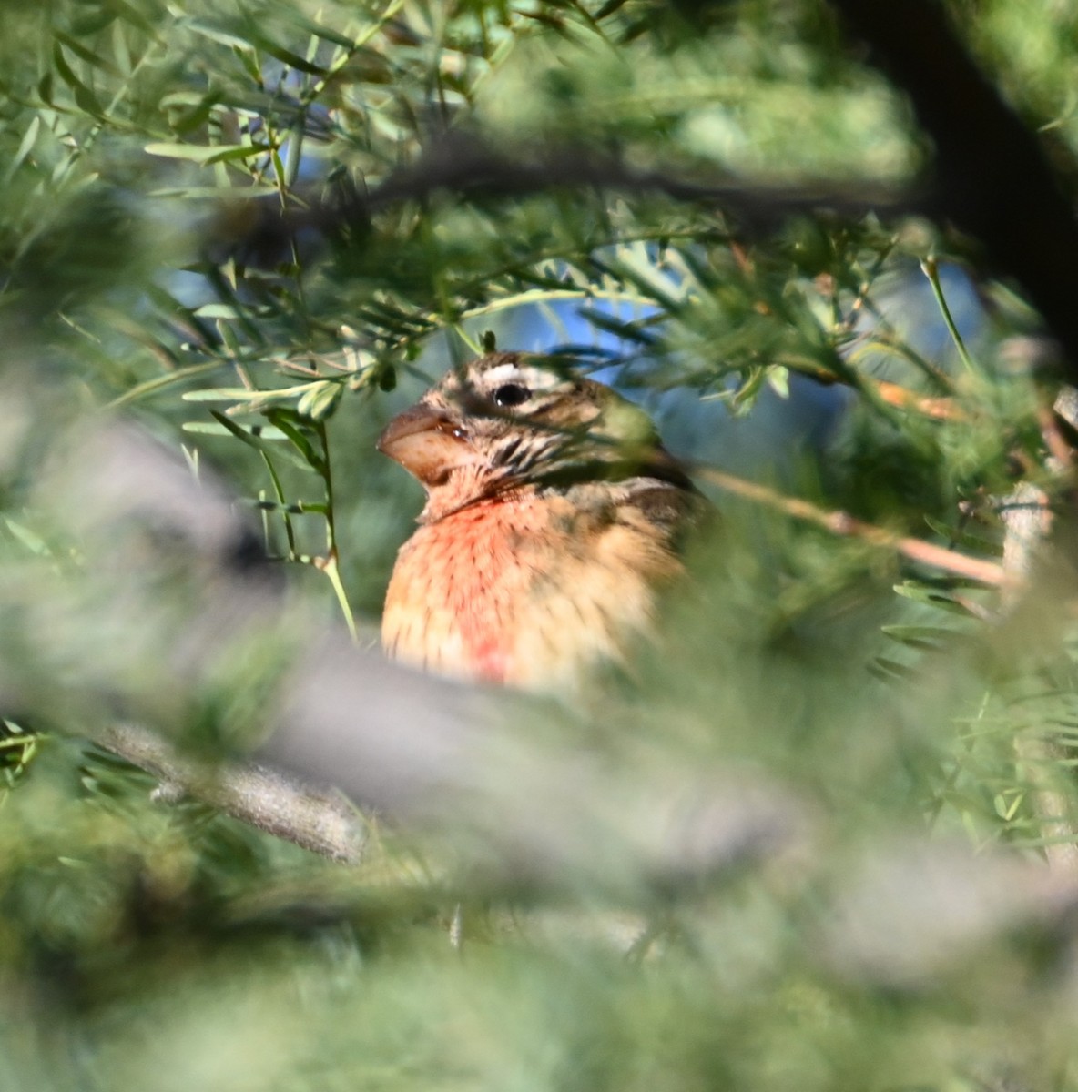 Rose-breasted Grosbeak - ML626668012