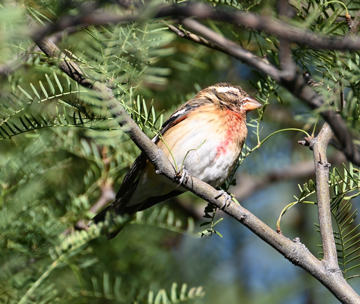 Rose-breasted Grosbeak - ML626668013