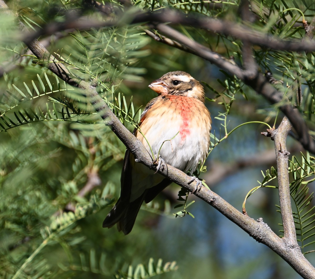 Rose-breasted Grosbeak - ML626668014