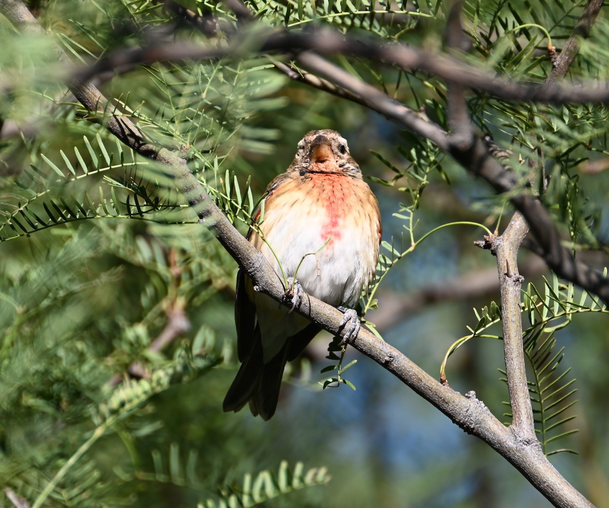 Rose-breasted Grosbeak - ML626668016