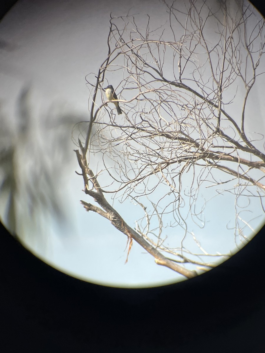 Thick-billed Kingbird - ML626668103