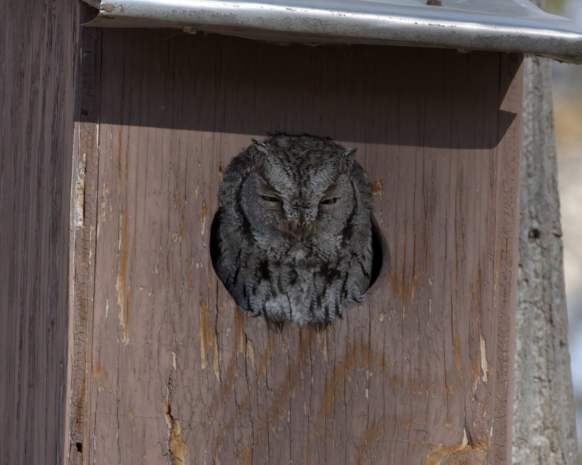 Western Screech-Owl - ML626668204