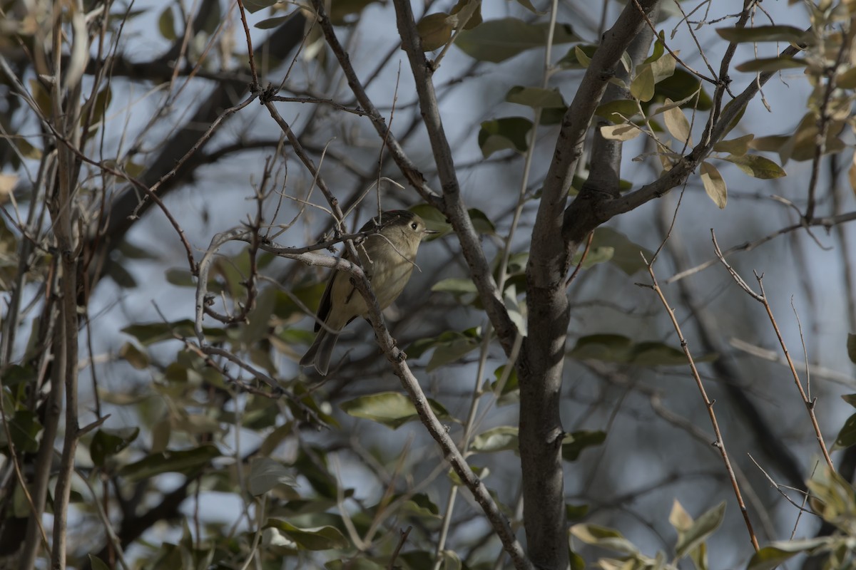 Ruby-crowned Kinglet - ML626668222