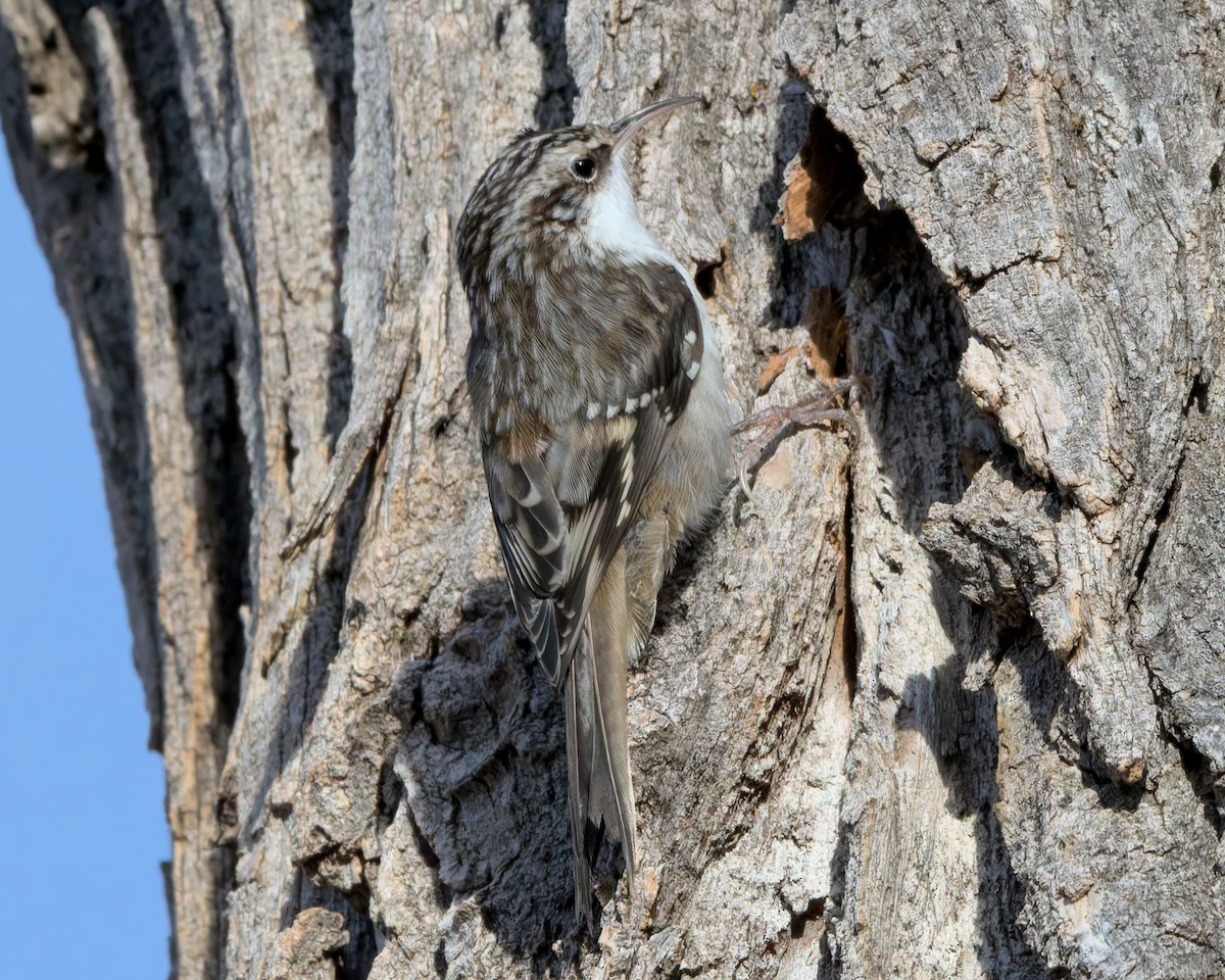 Brown Creeper - ML626668226