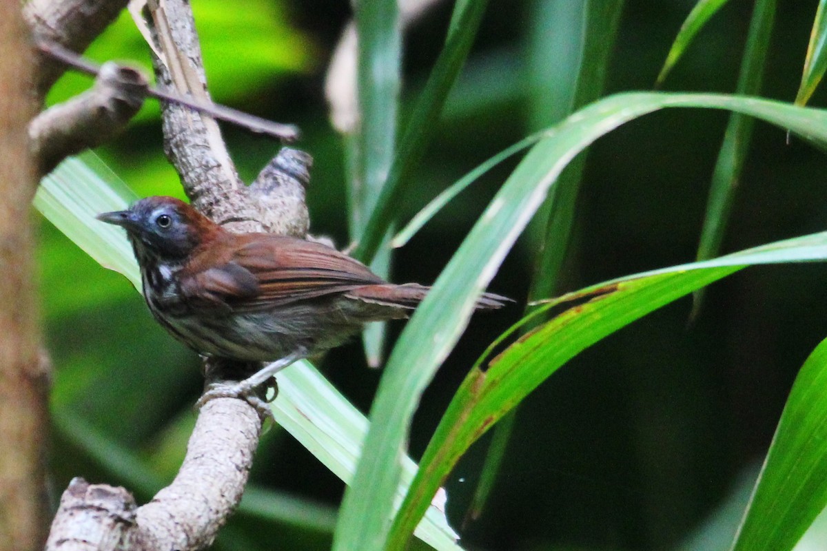 Chestnut-rumped Babbler - ML626668262