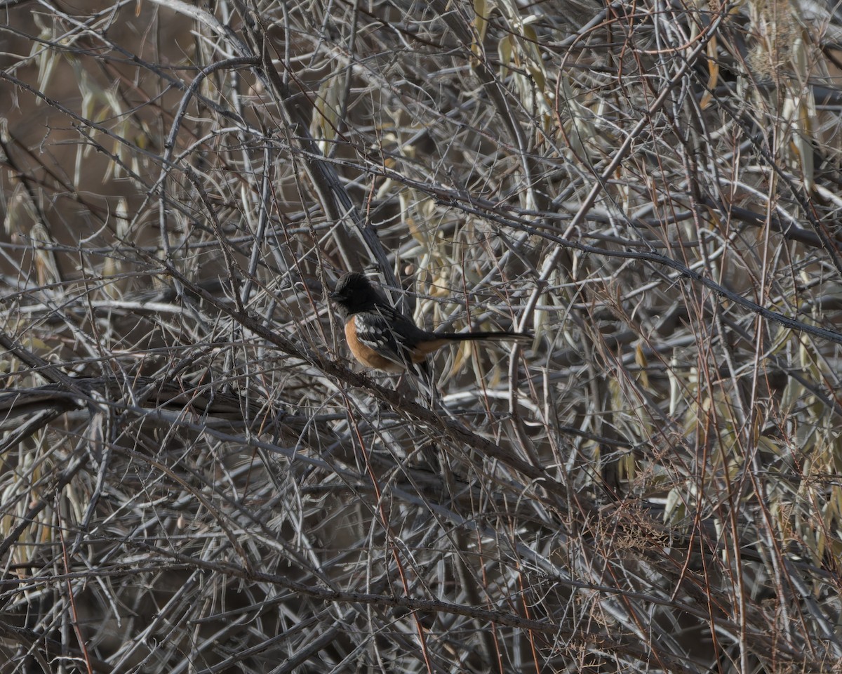 Spotted Towhee - ML626668286