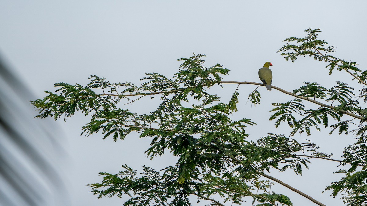 African Green-Pigeon - ML626668407