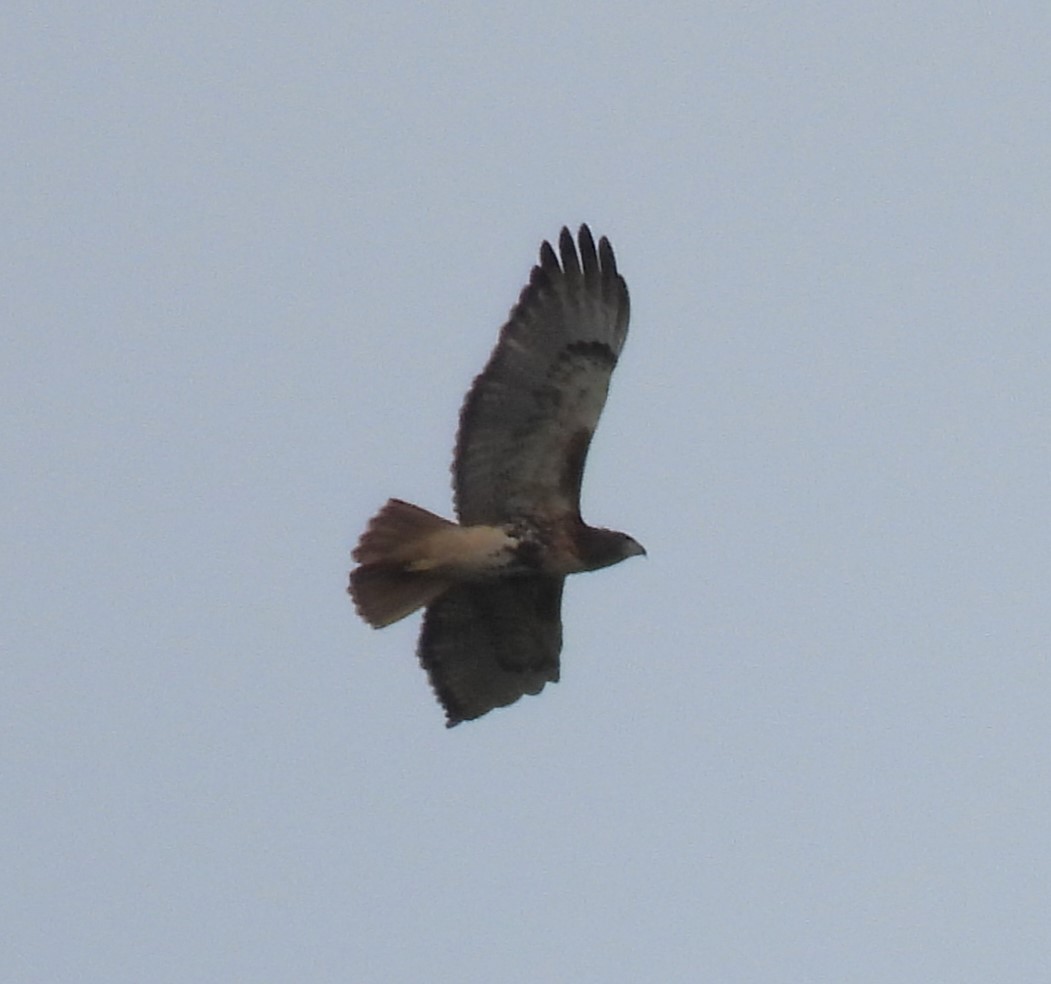 Rotschwanzbussard (jamaicensis) - ML626668414