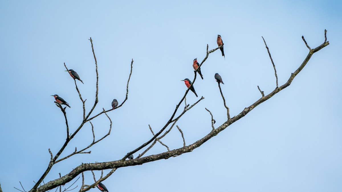 Rosy Bee-eater - ML626668427