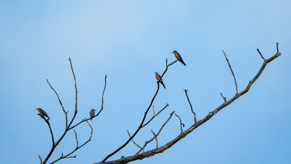 Rosy Bee-eater - ML626668428