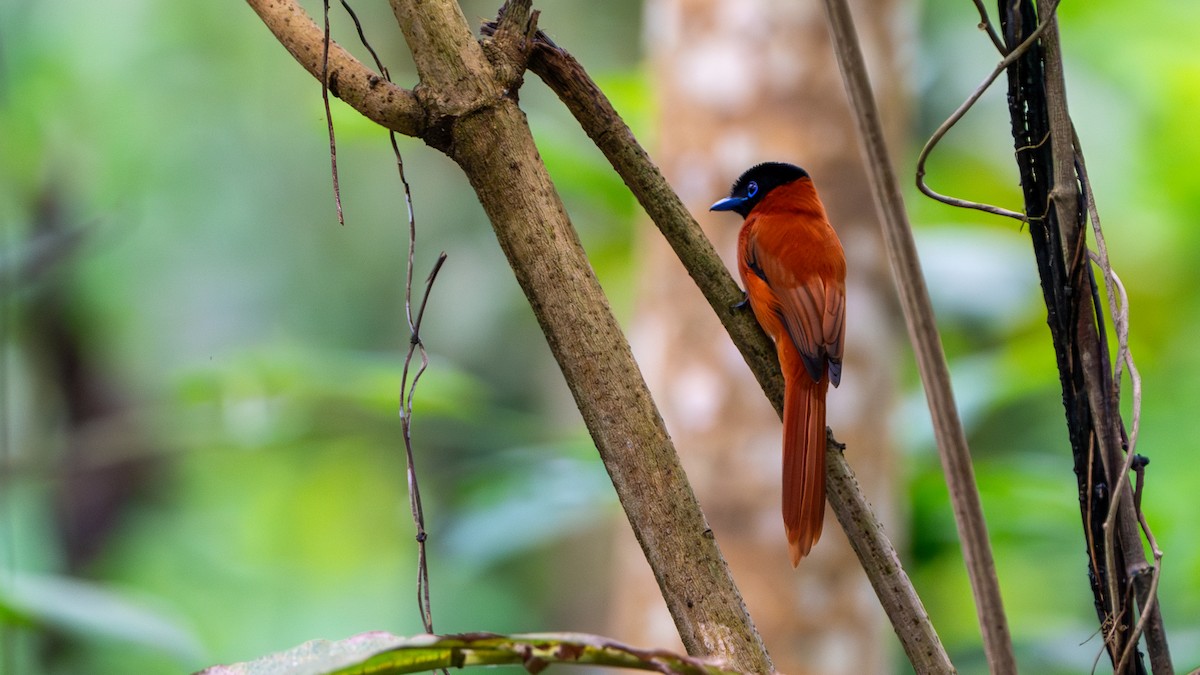 Black-headed Paradise-Flycatcher - ML626668525