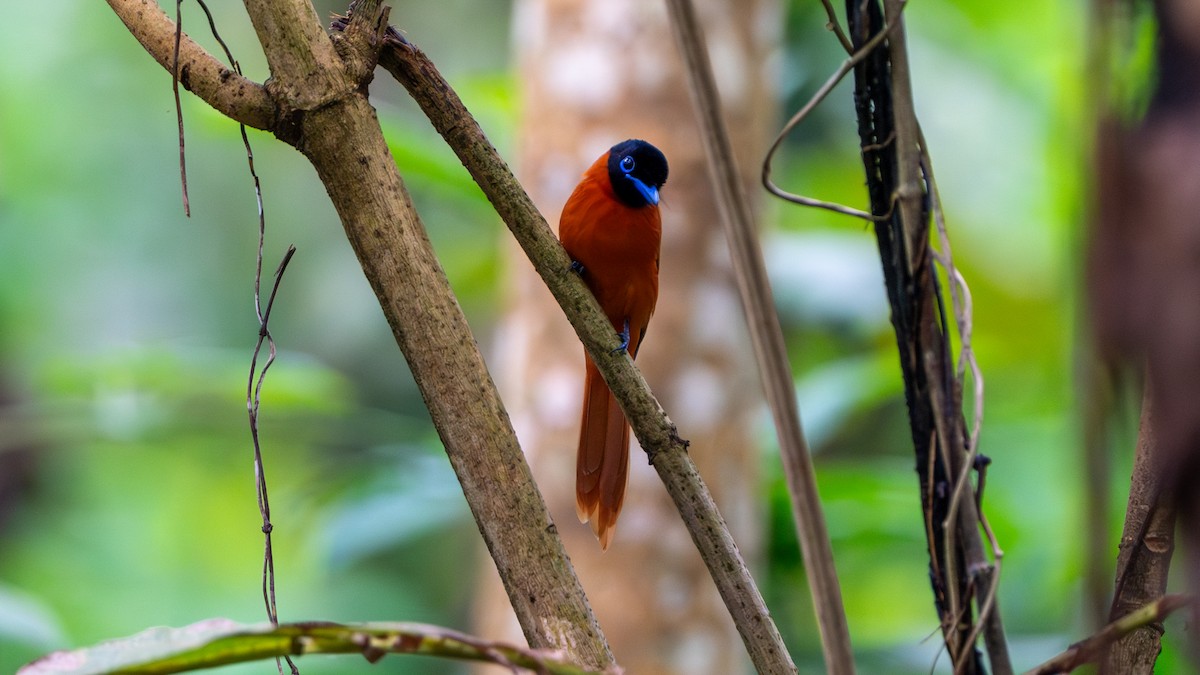 Black-headed Paradise-Flycatcher - ML626668526