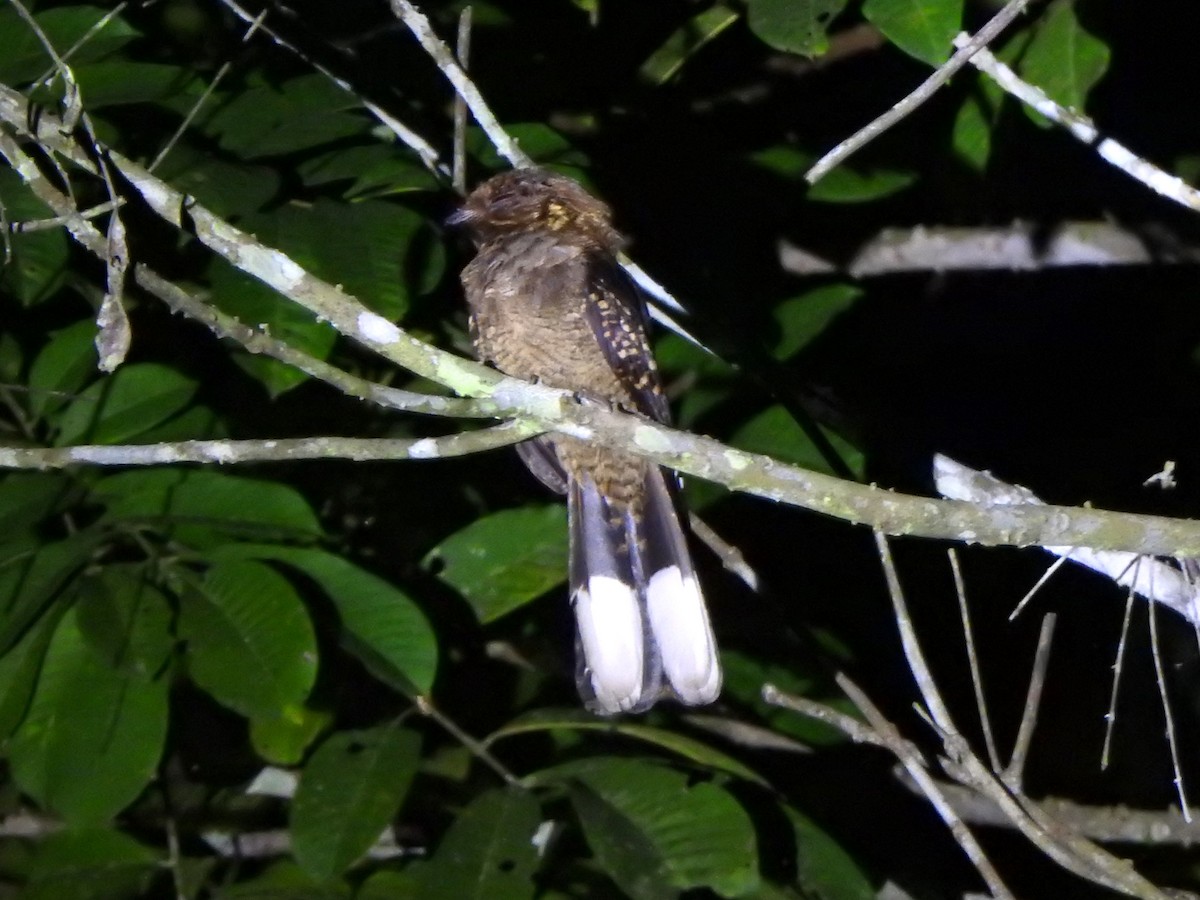 Fiery-necked Nightjar (Black-shouldered) - ML626668561
