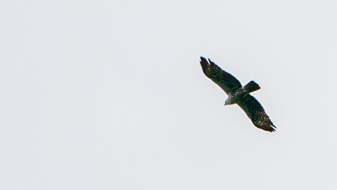 Ayres's Hawk-Eagle - ML626668571