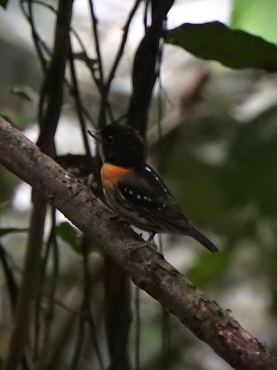 Rufous-sided Broadbill - ML626668589