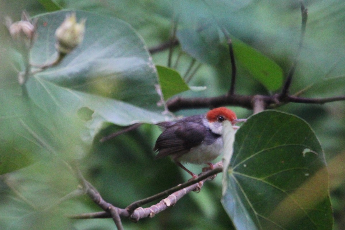 Dark-necked Tailorbird - ML626668968