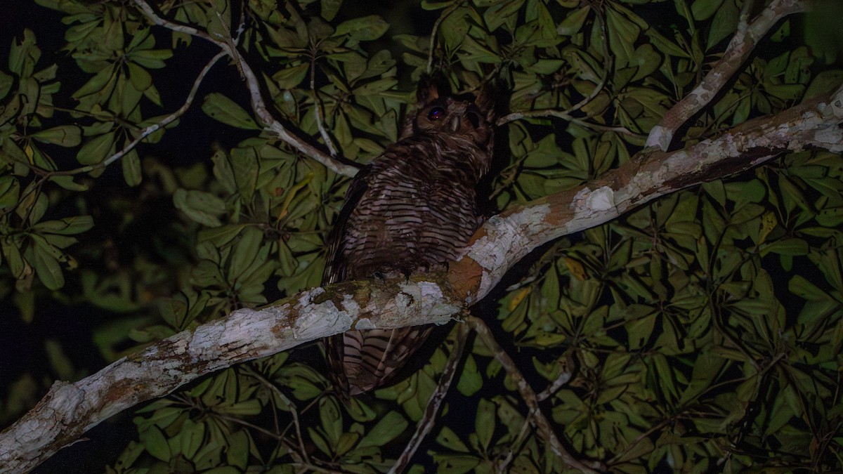 Fraser's Eagle-Owl - ML626669011