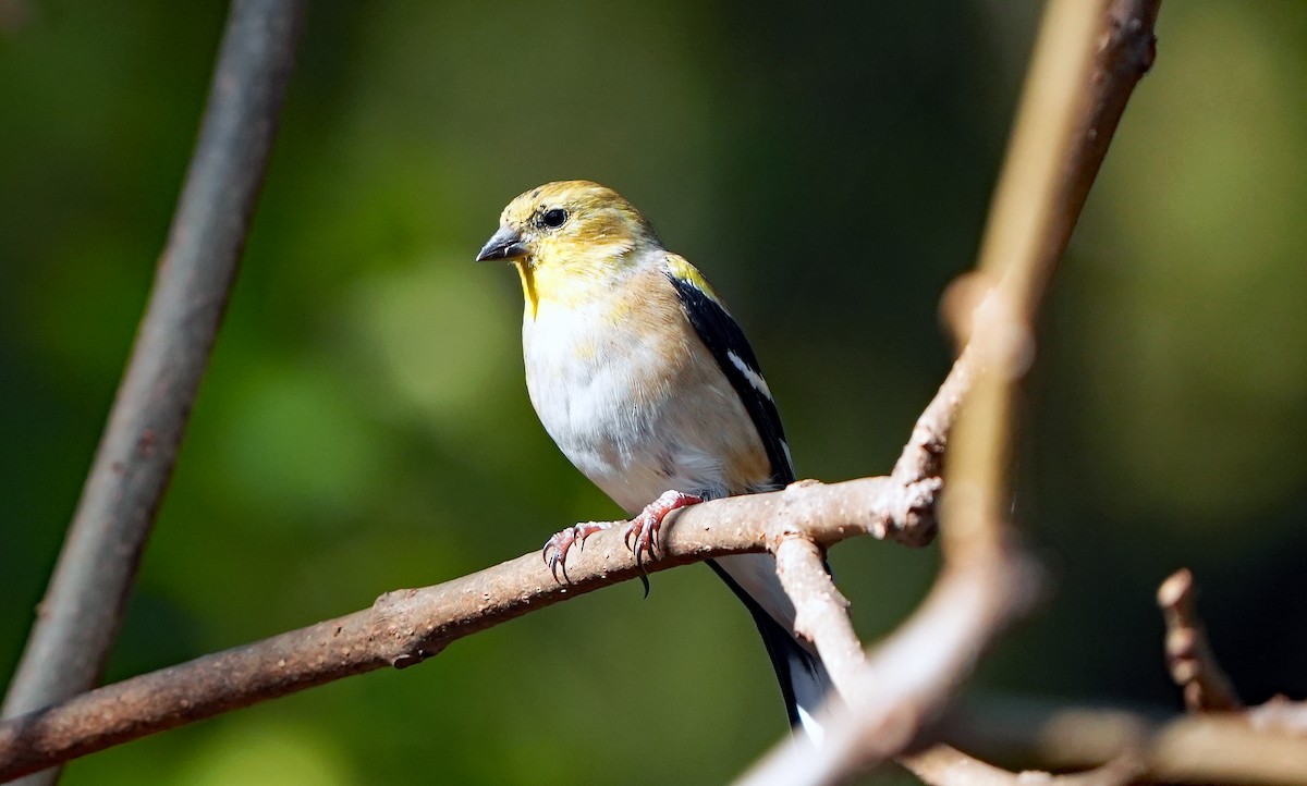 American Goldfinch - ML626669068