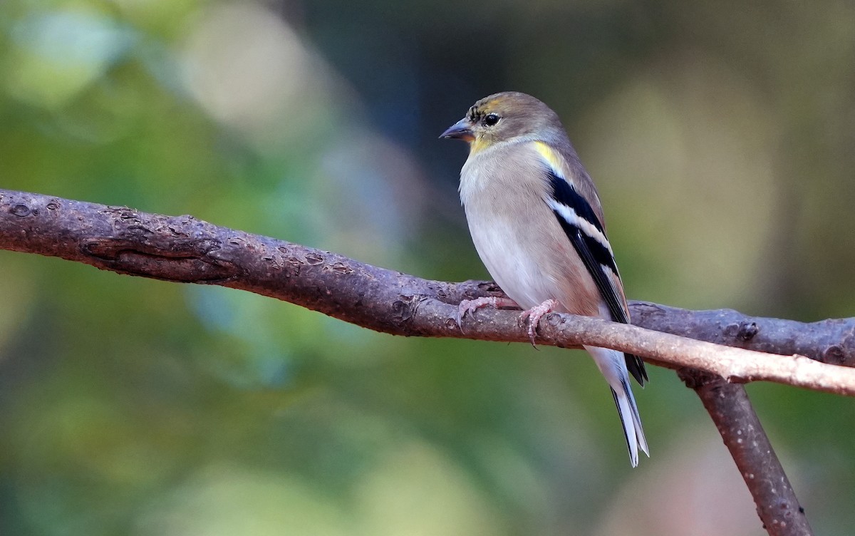 American Goldfinch - ML626669069