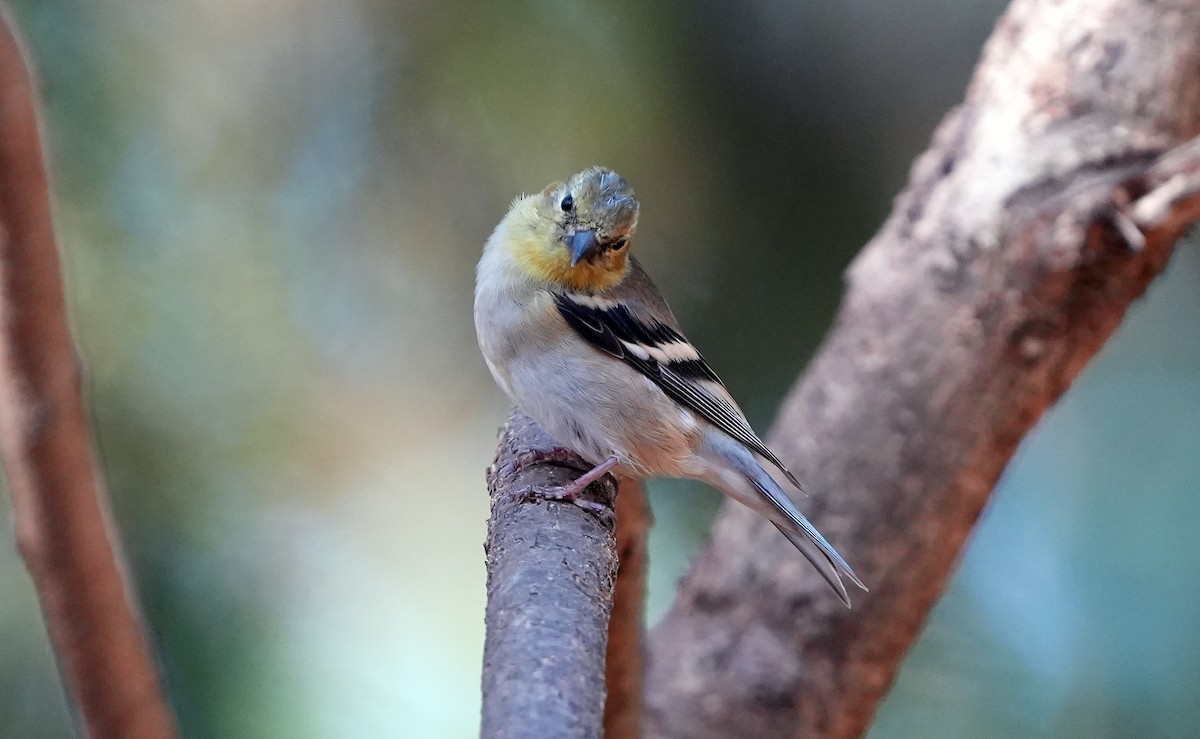 American Goldfinch - ML626669070