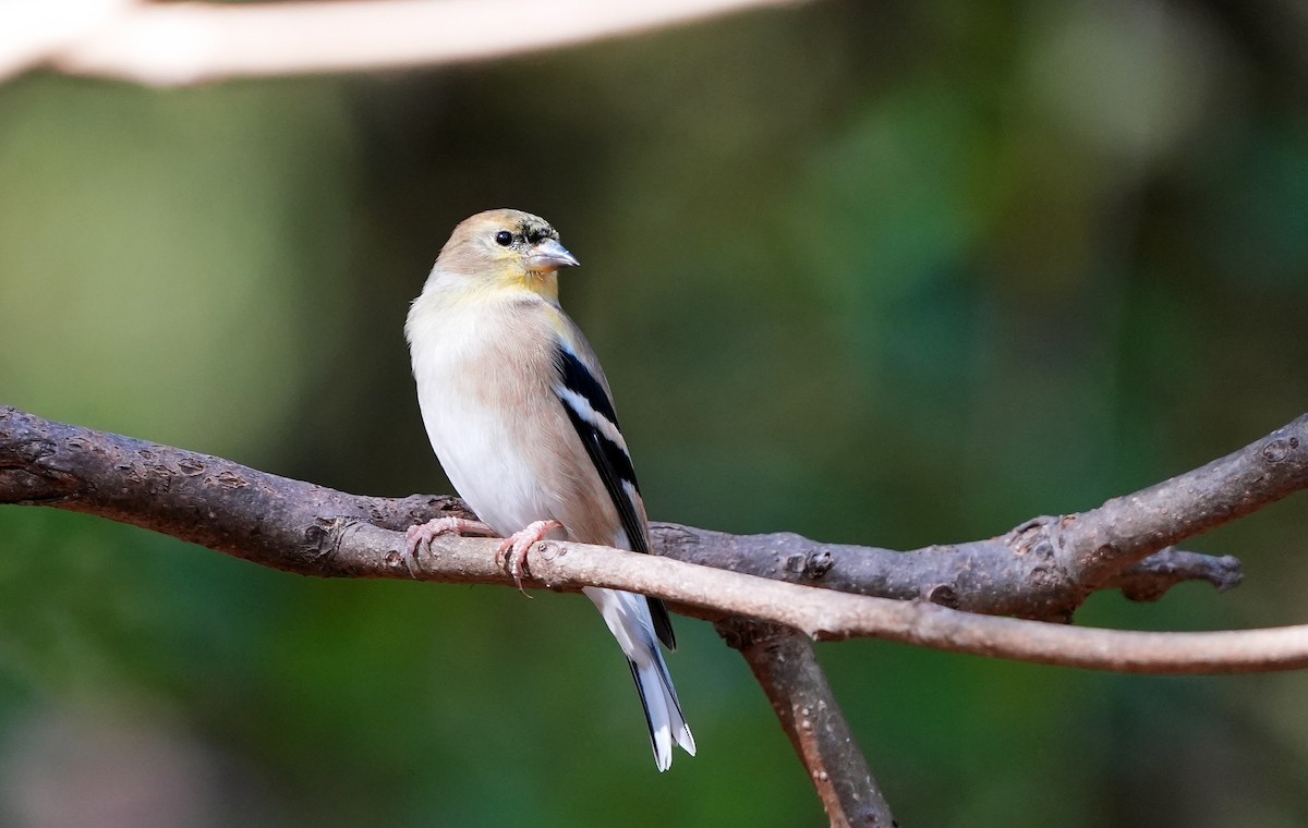 American Goldfinch - ML626669071