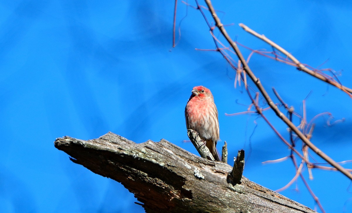 House Finch - ML626669099