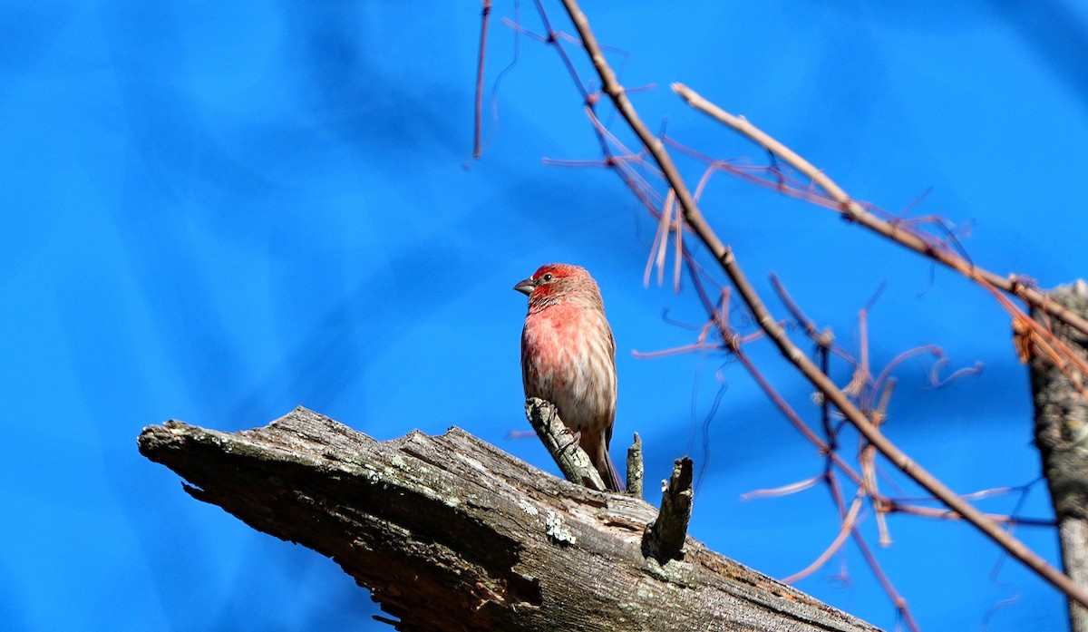 House Finch - ML626669100