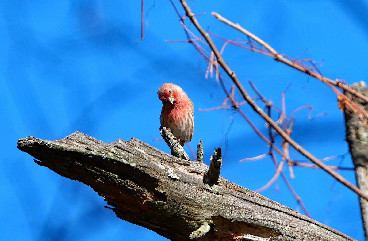 House Finch - ML626669101