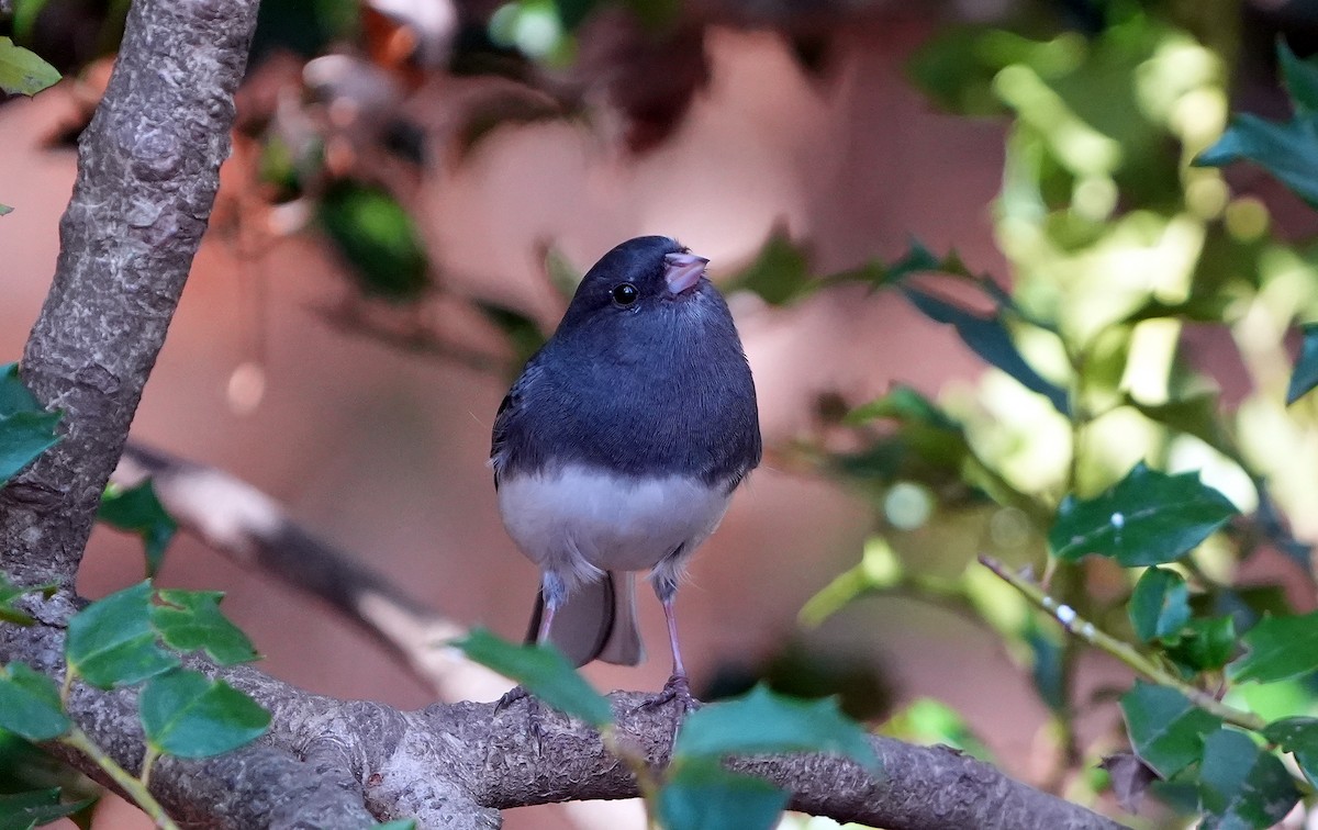 יונקו כהה-עין - ML626669128