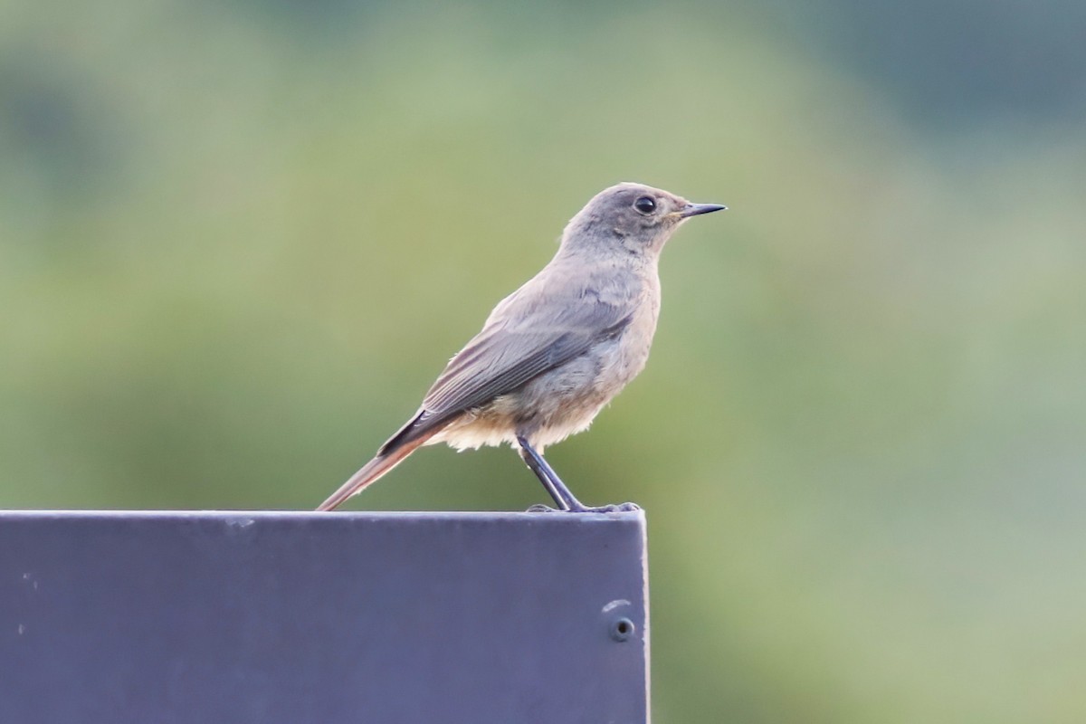 Black Redstart - ML626669178