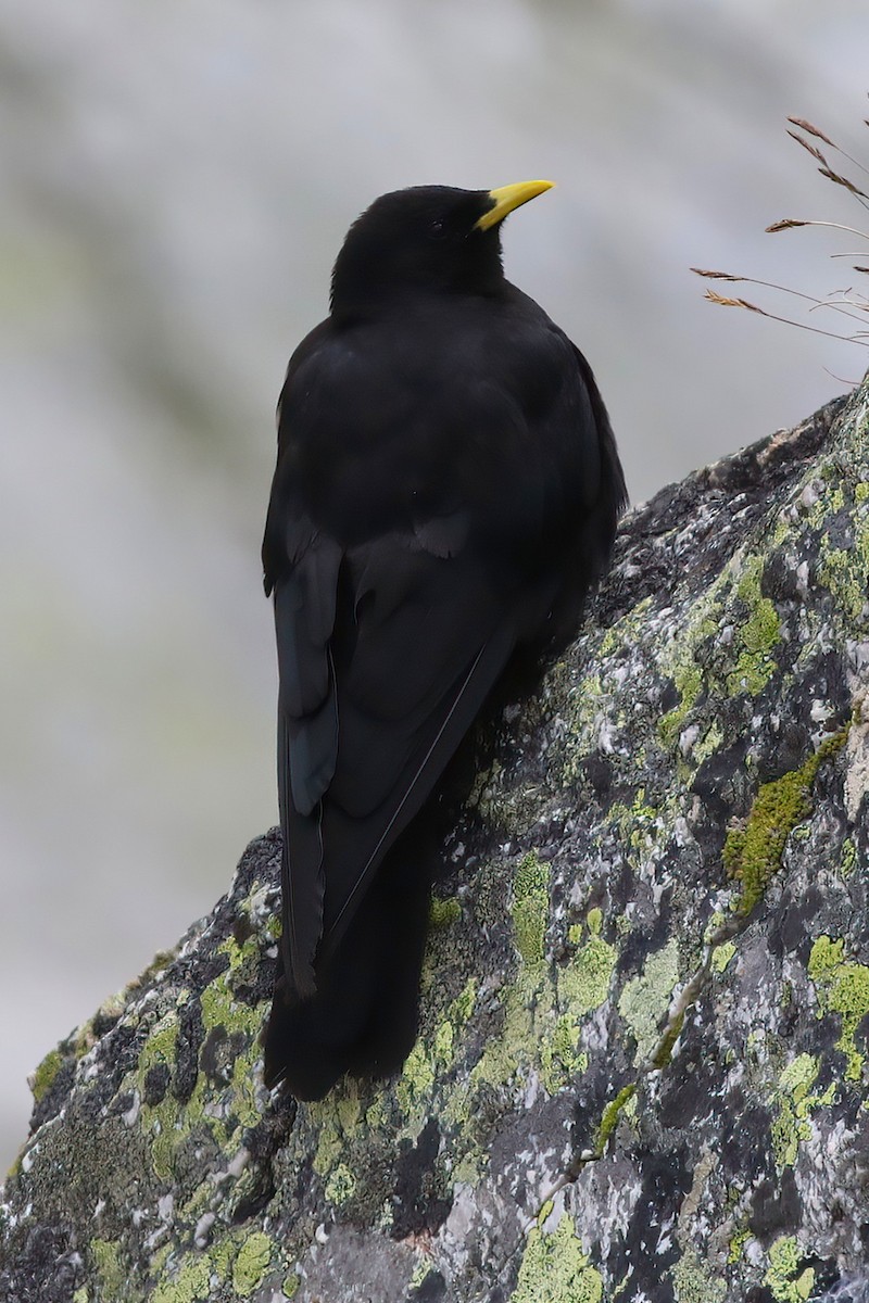 Yellow-billed Chough - ML626669183