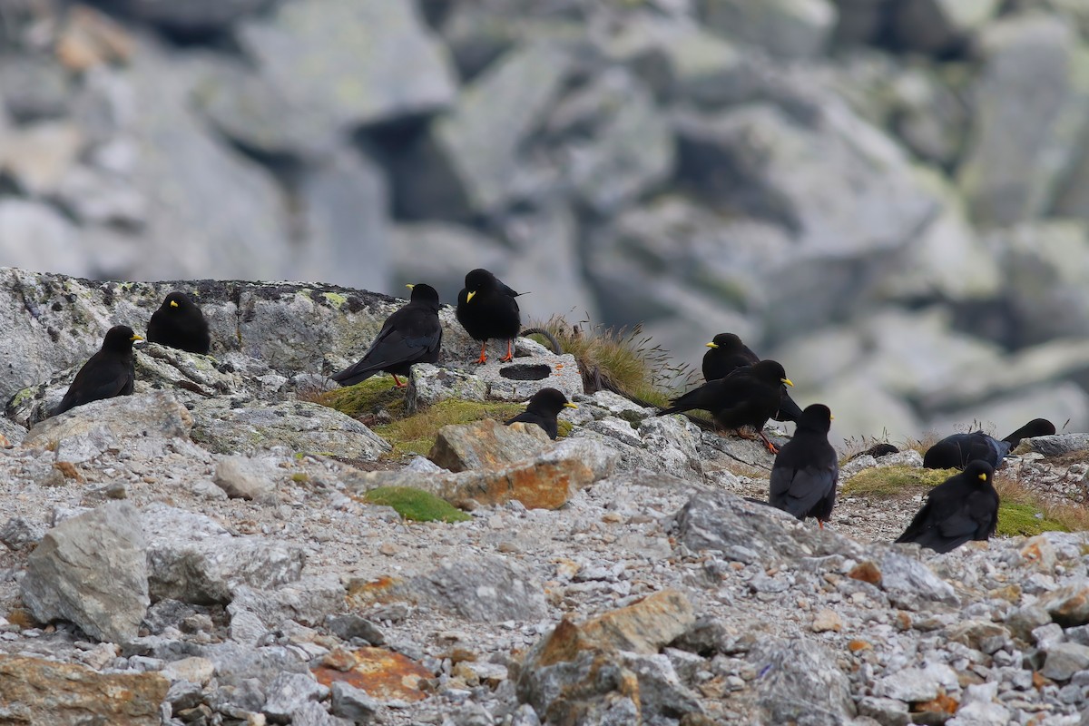 Yellow-billed Chough - ML626669184