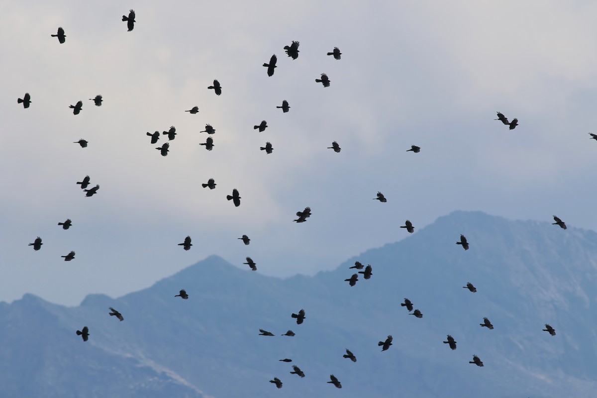 Yellow-billed Chough - ML626669185