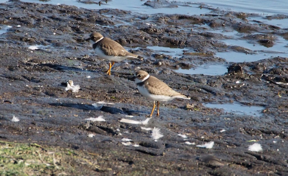 Semipalmated Plover - ML626669256