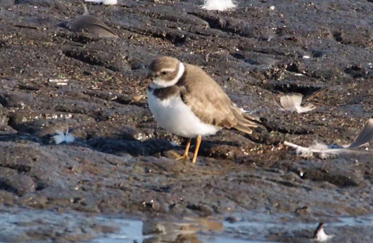 Semipalmated Plover - ML626669298