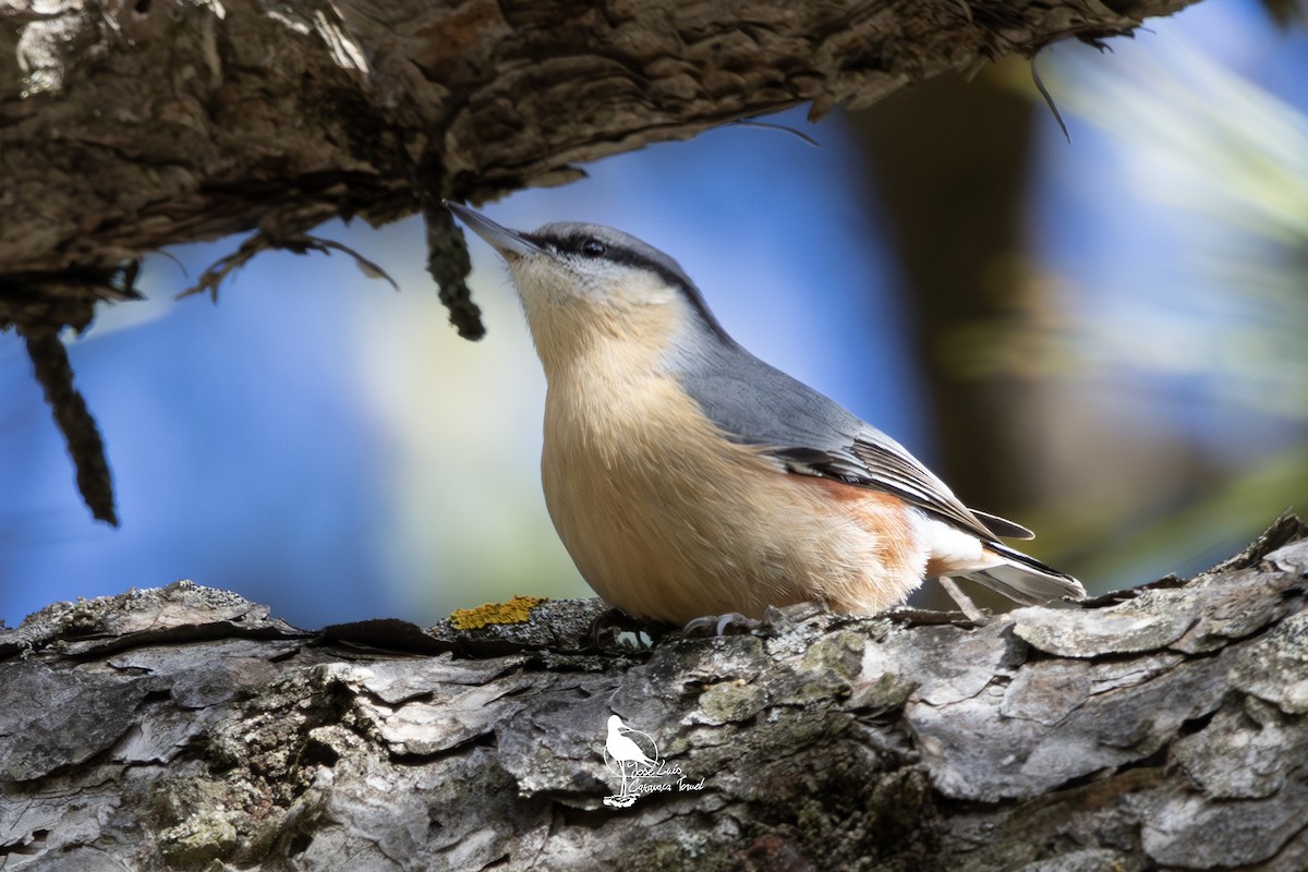 Eurasian Nuthatch - ML626669331