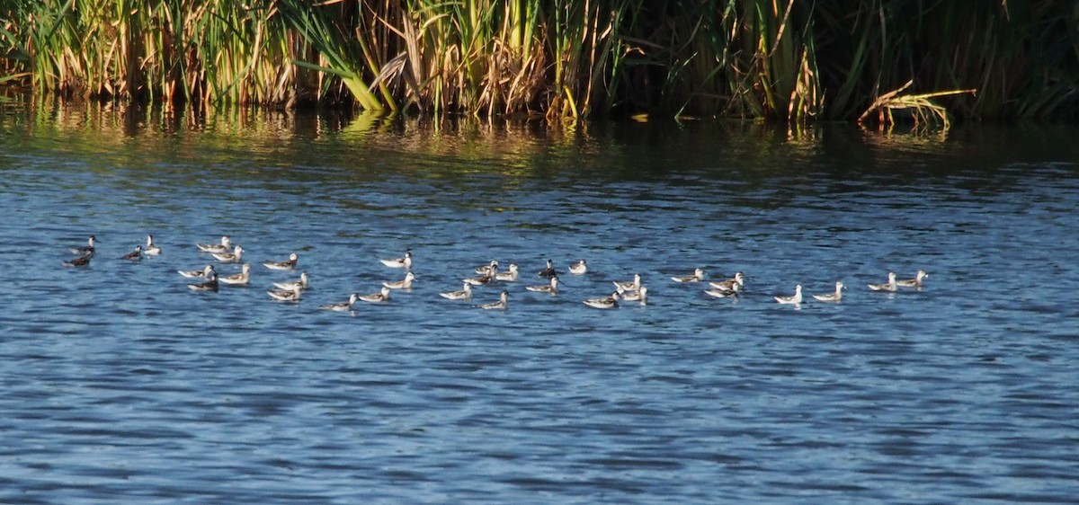 Red-necked Phalarope - ML626669348