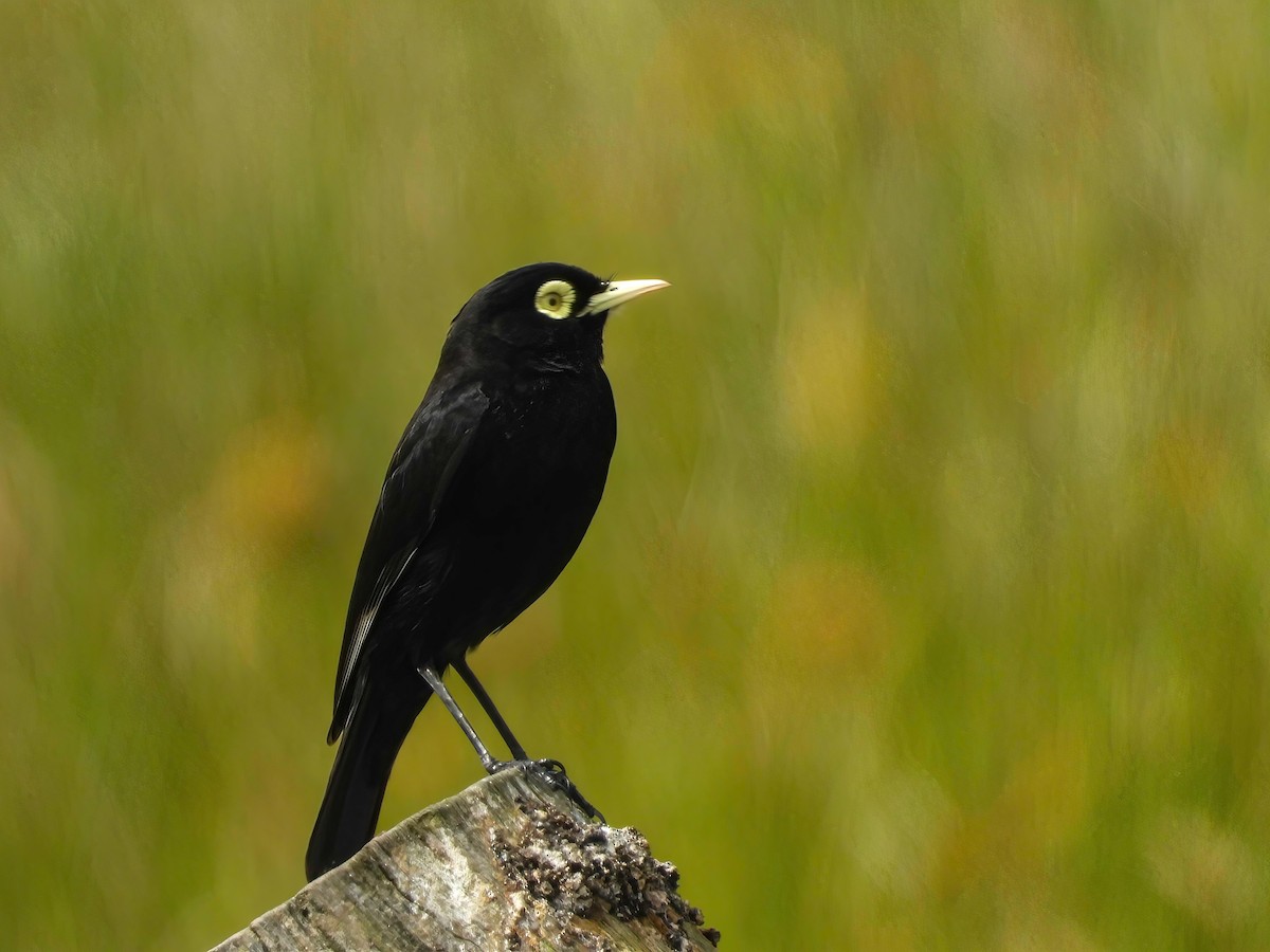 Spectacled Tyrant - ML626669363