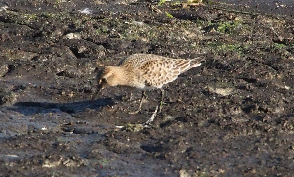 Baird's Sandpiper - ML626669370