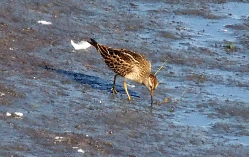 Pectoral Sandpiper - ML626669410