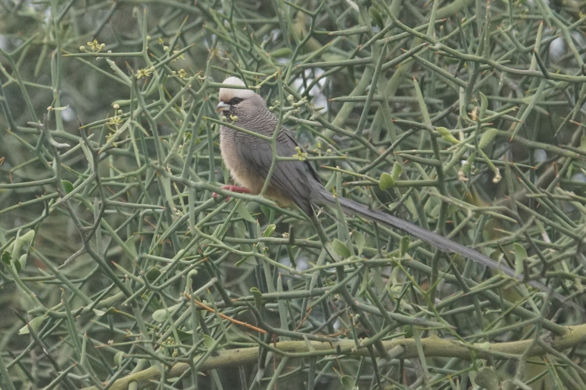 White-headed Mousebird - ML626669412