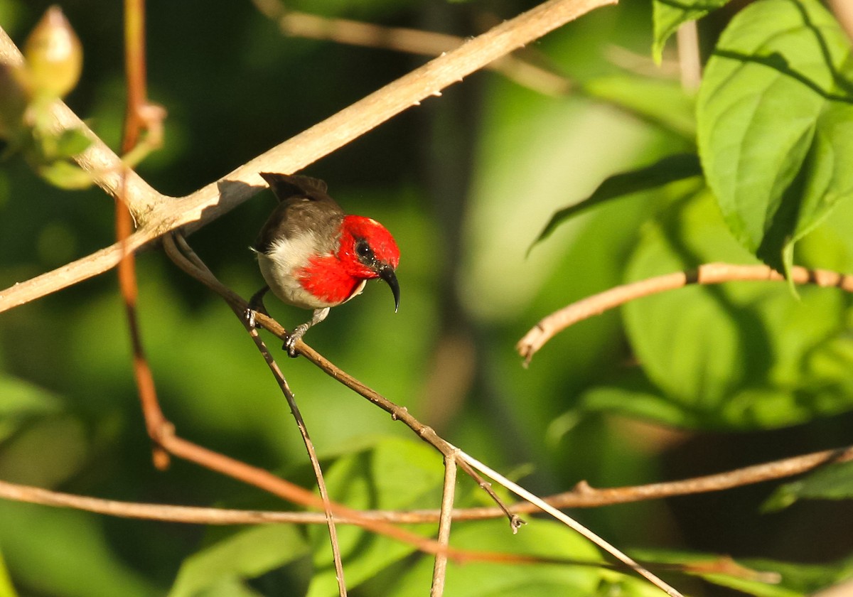 Crimson-hooded Myzomela - ML626669565