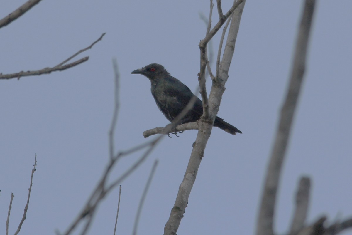 Greater Racket-tailed Drongo - ML626669642