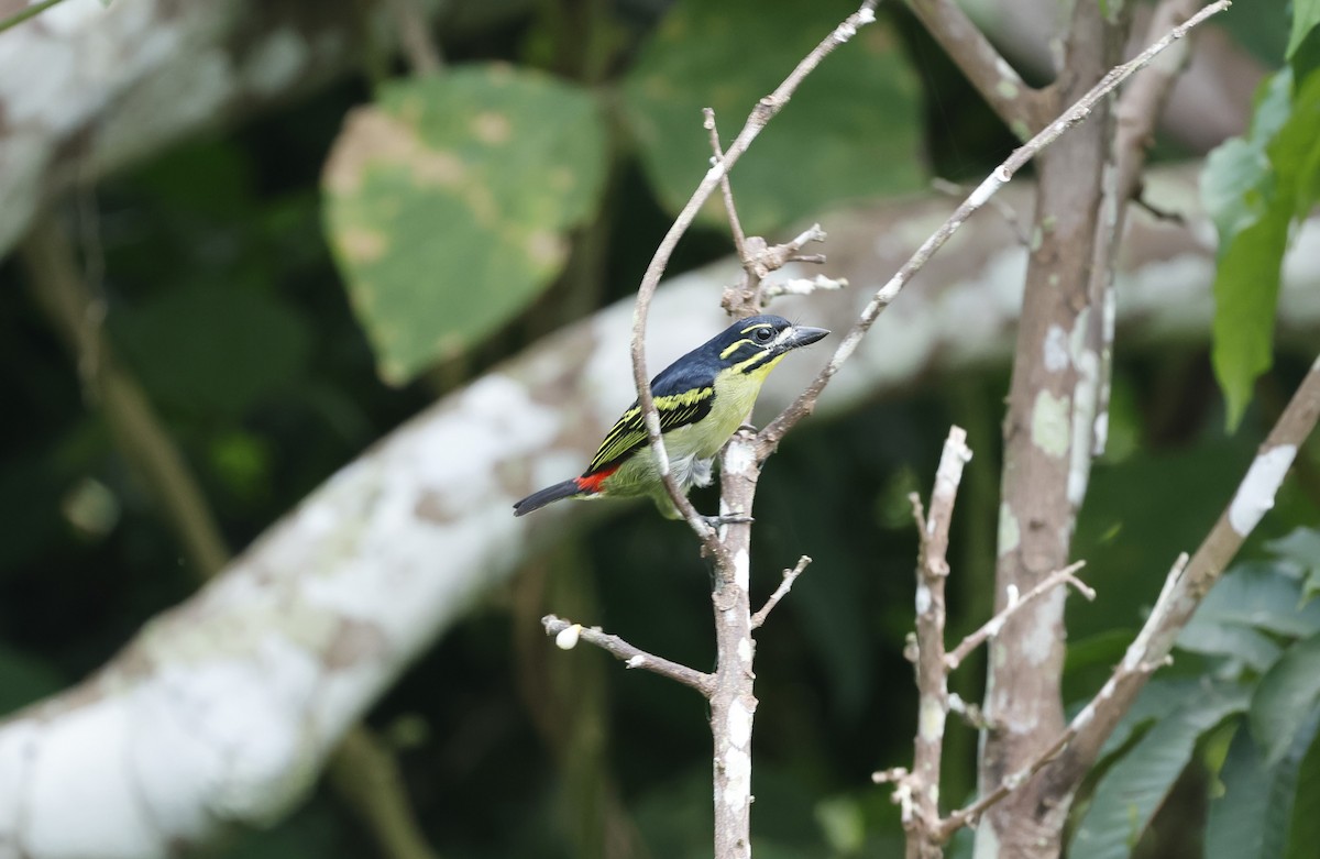 Red-rumped Tinkerbird - ML626669712