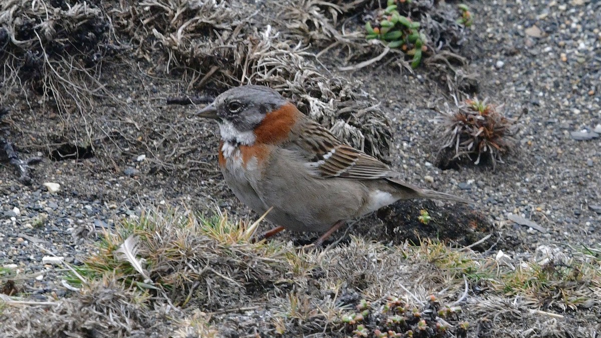 Rufous-collared Sparrow - ML626669829