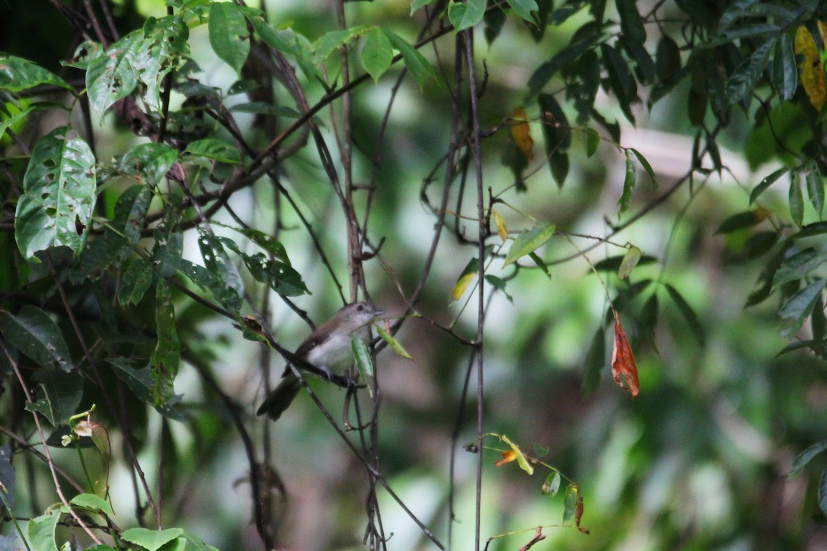 Gray-chested Jungle Flycatcher - ML626669920