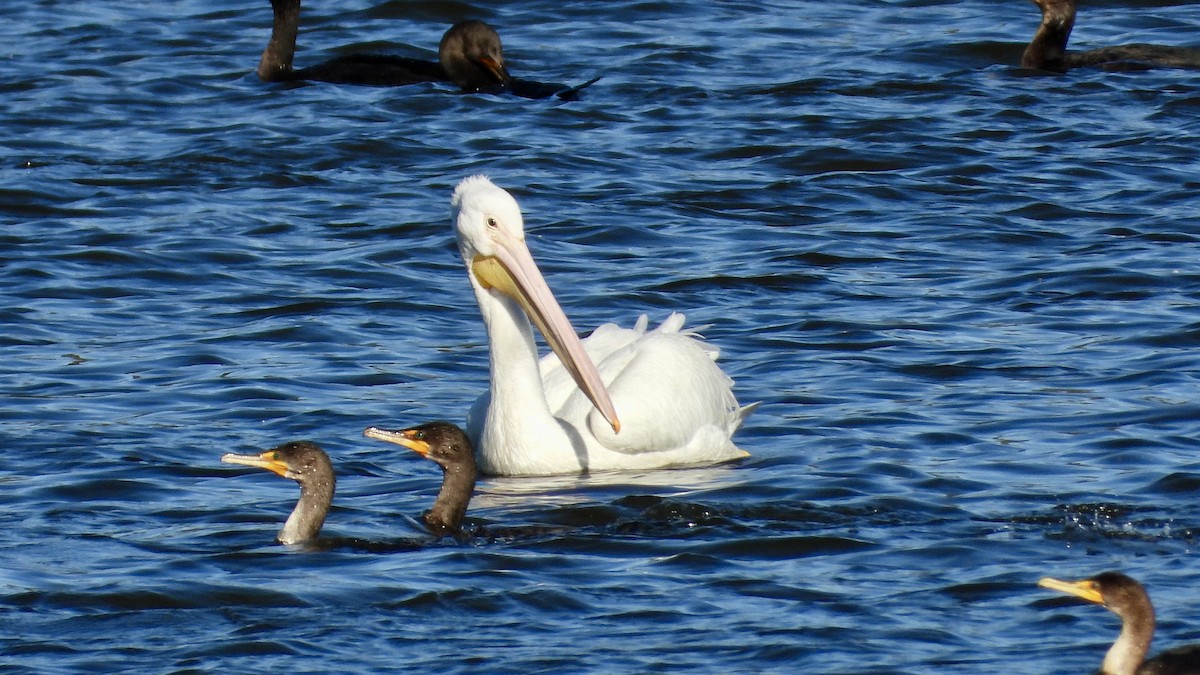 American White Pelican - ML626669956