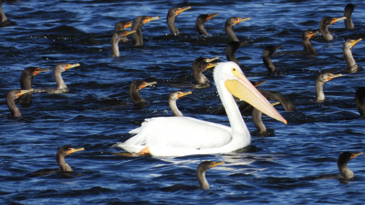 American White Pelican - ML626669959